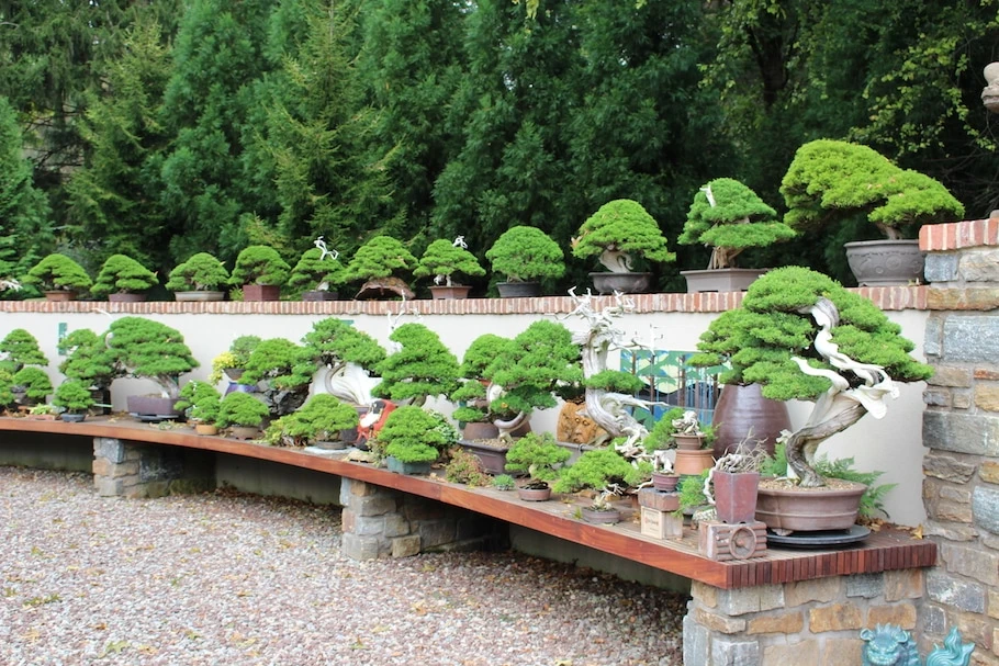 Bonsai Master Collection